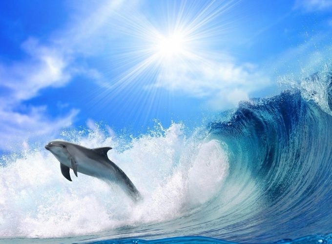 Wallpaper dolphin, ocean, 4k, Animals 402686832